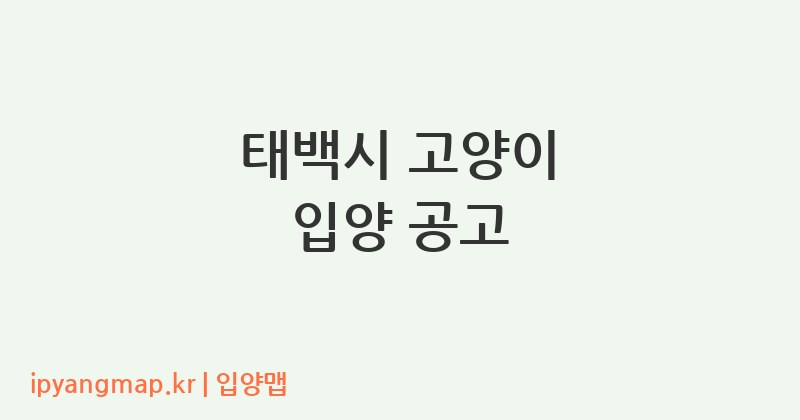 태백시 고양이 입양 공고