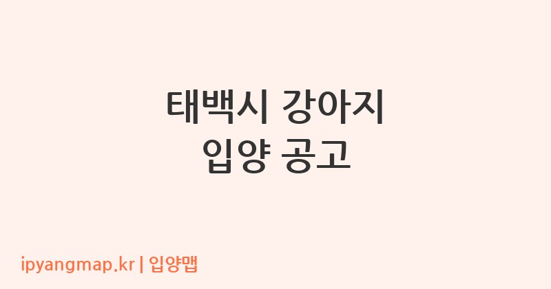 태백시 강아지 입양 공고