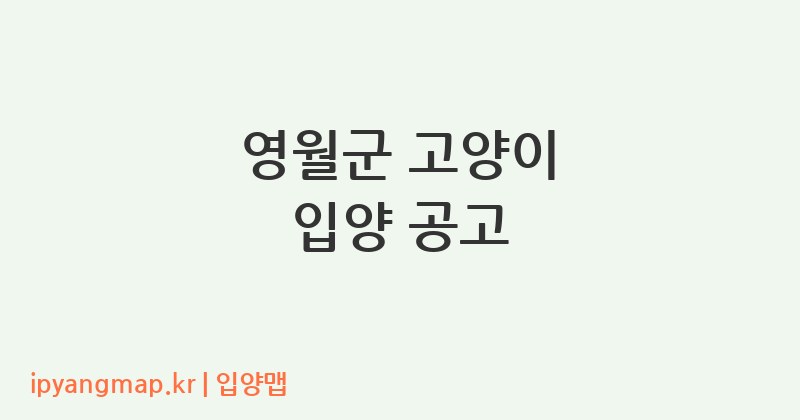 영월군 고양이 입양 공고