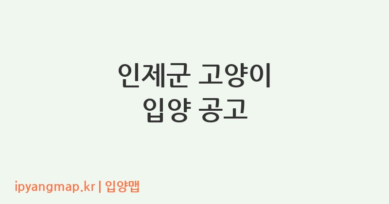 인제군 고양이 입양 공고